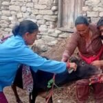 पशुओं का घर-घर जाकर इलाज करेंगे पशु सखी